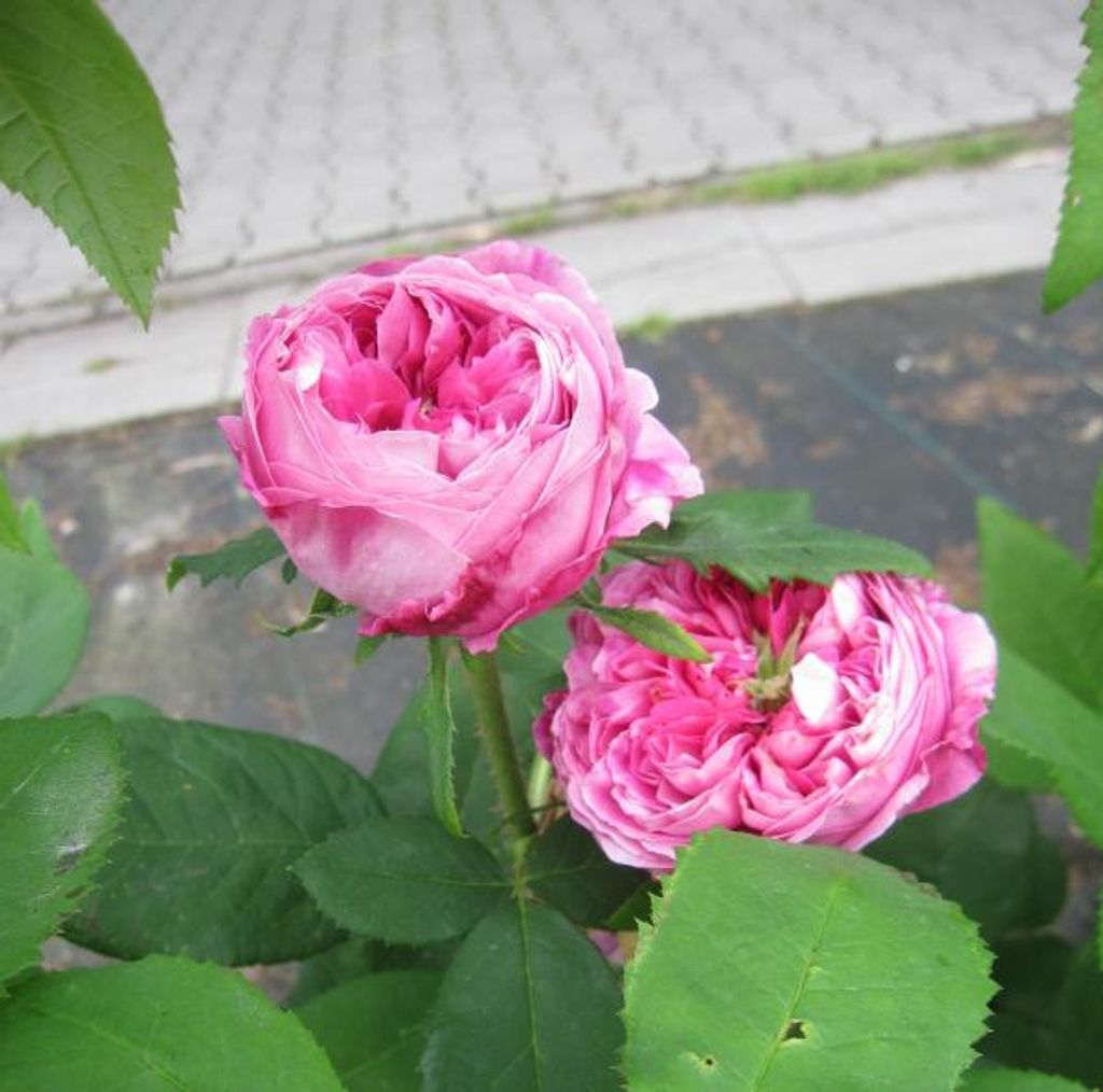 Historische Rose Yolande d'Aragon - Rosa Yolande d Aragon - Portlandrose - Vilbert Rose