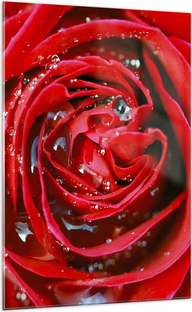 Bilder auf glas - Einteilig - Rose Blume Blütenblätter Tau - 70x100cm - Glasbilder - Wandbilder - Bilder - Wanddekoration aus Glas - Glas Bilder ...