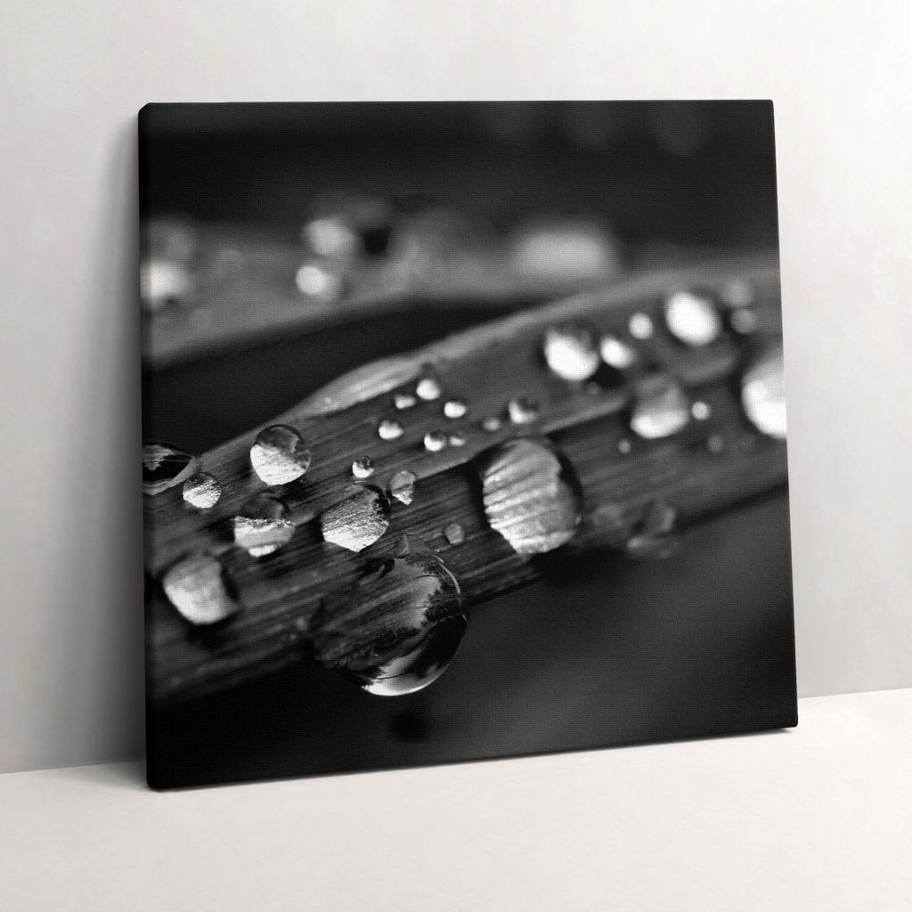 Leaf Rosa Black and white – Leinwandbild Wandbild – 60x60 cm – Leinwandbilder – Wandbilder – Schlafzimmer – Flur
