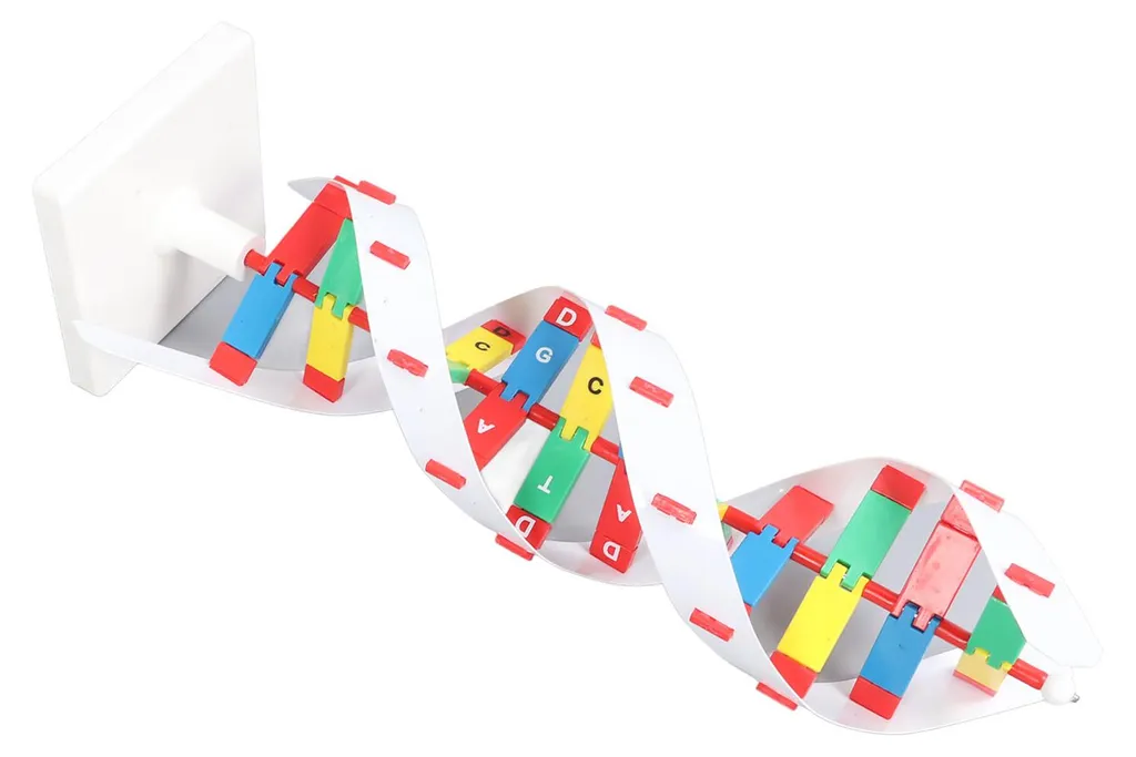 Maquette ADN Colorée 33cm - Structure en Double Hélice Haute Précision - 10