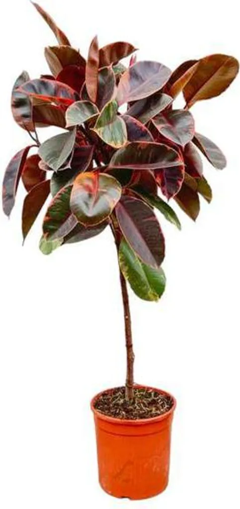 Grande plante de bureau Ficus Belize - Décoration zen et moderne