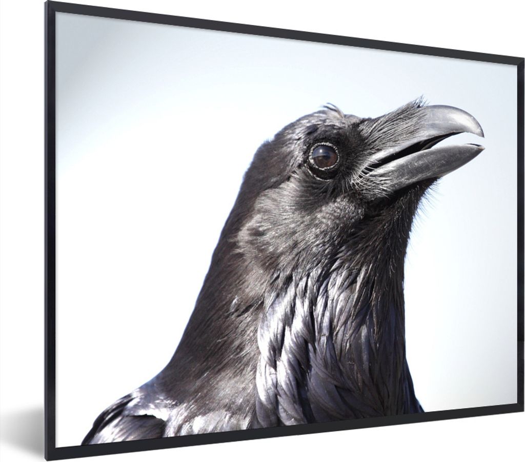 MuchoWow Gerahmtes Poster Krähe - Federn - Vogel 40x30 cm - Poster mit Schwarzem Bilderrahmen Wandposter Rahmen Foto Bilder - Kunstposter - Wand...