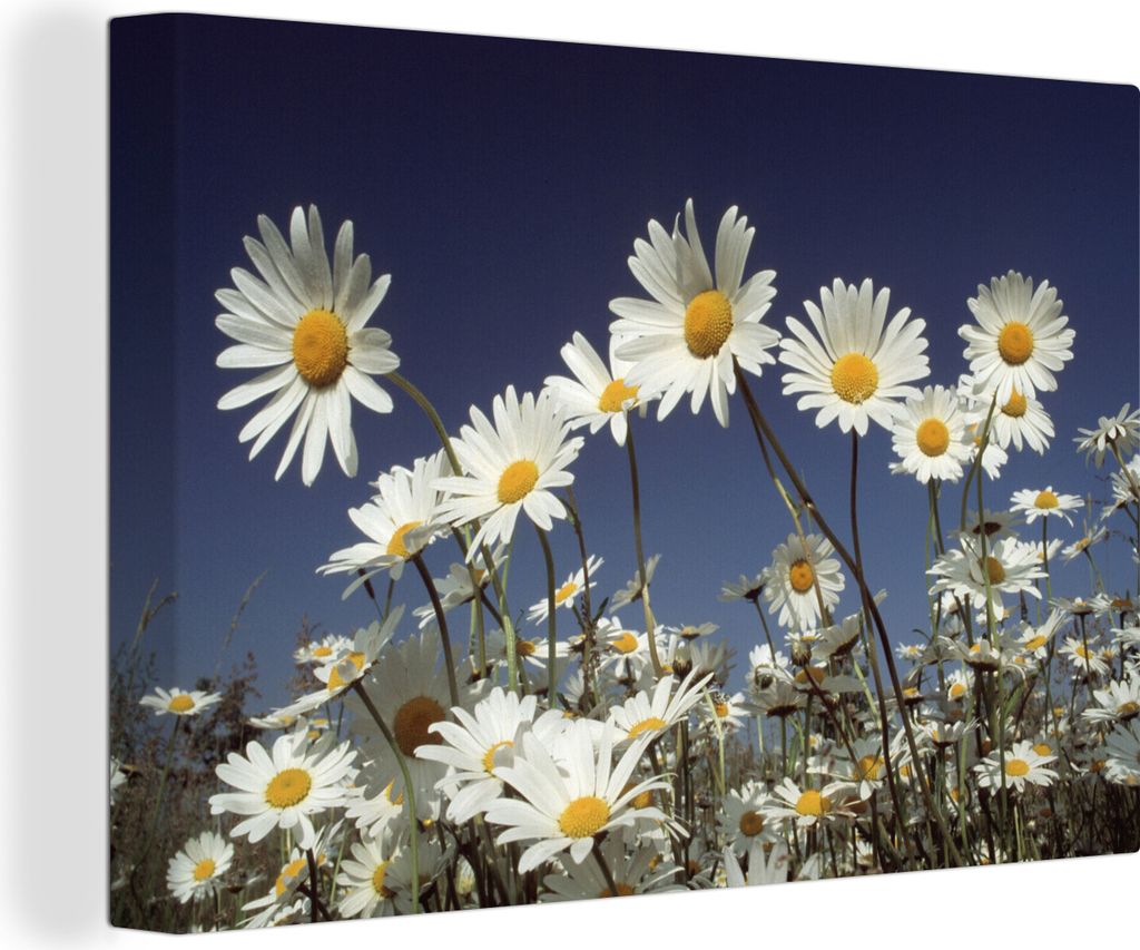 OneMillionCanvasses - Leinwandbilder - 140x90 cm, Feld mit Gänseblümchen, Wandbilder Kunstdruck Wanddekoration - Foto auf Leinwand - Gemälde a...