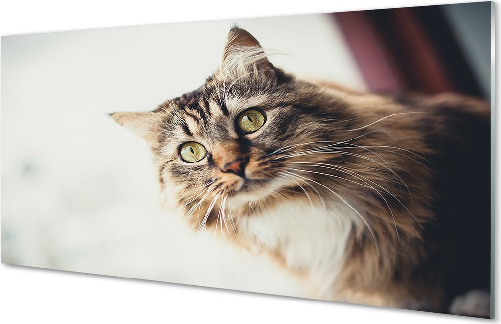 Glasbilder 120x60 Wandkunst Maine-Coon-Katze