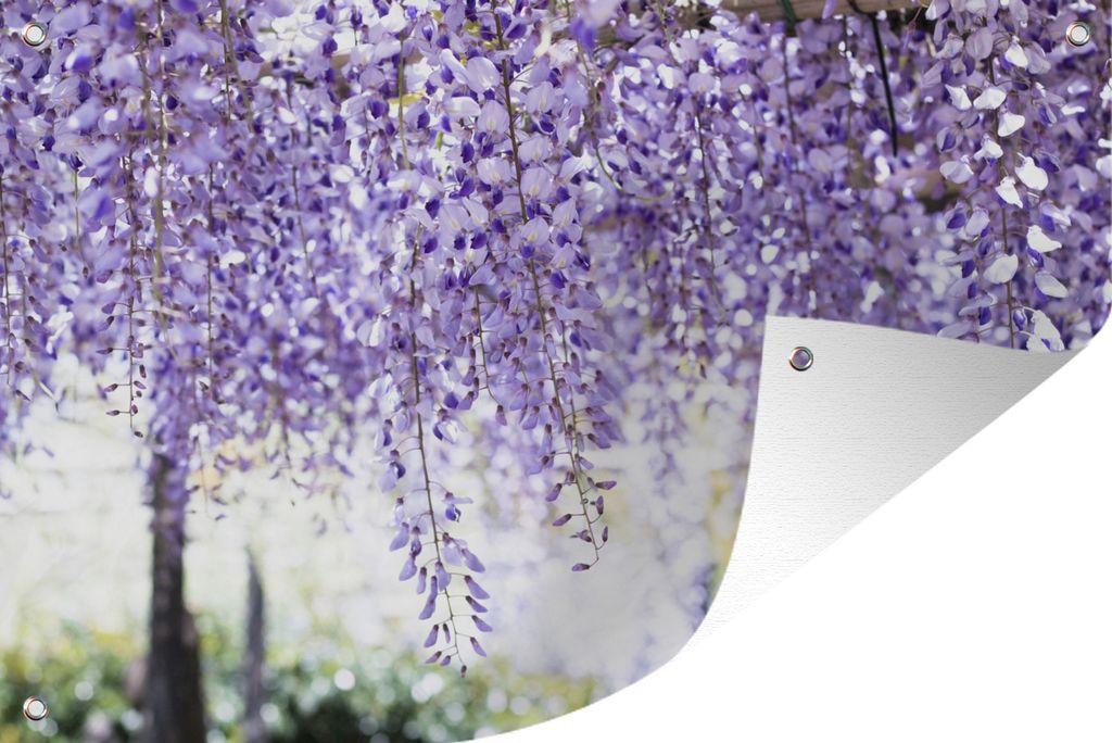 MuchoWow 90x60 cm Outdoor-Poster Gartendeko Sichtschutz Garten Poster für den Garten Lila Glyzinie mit verblasstem Hintergrund