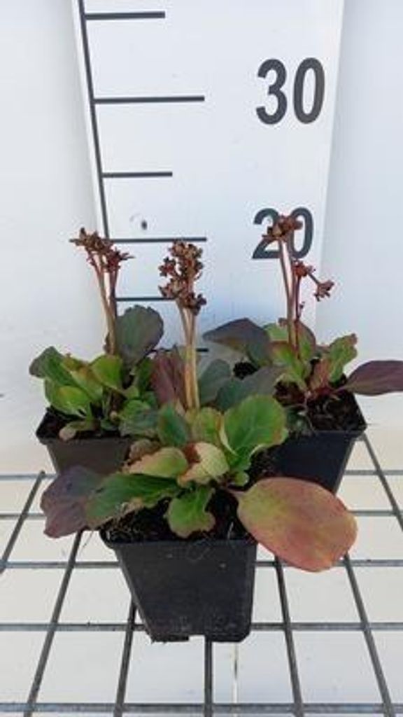 6 x Bergenia hybr. 'Morgenröte' - pseudodictamnus - Topf 9 x 9 cm