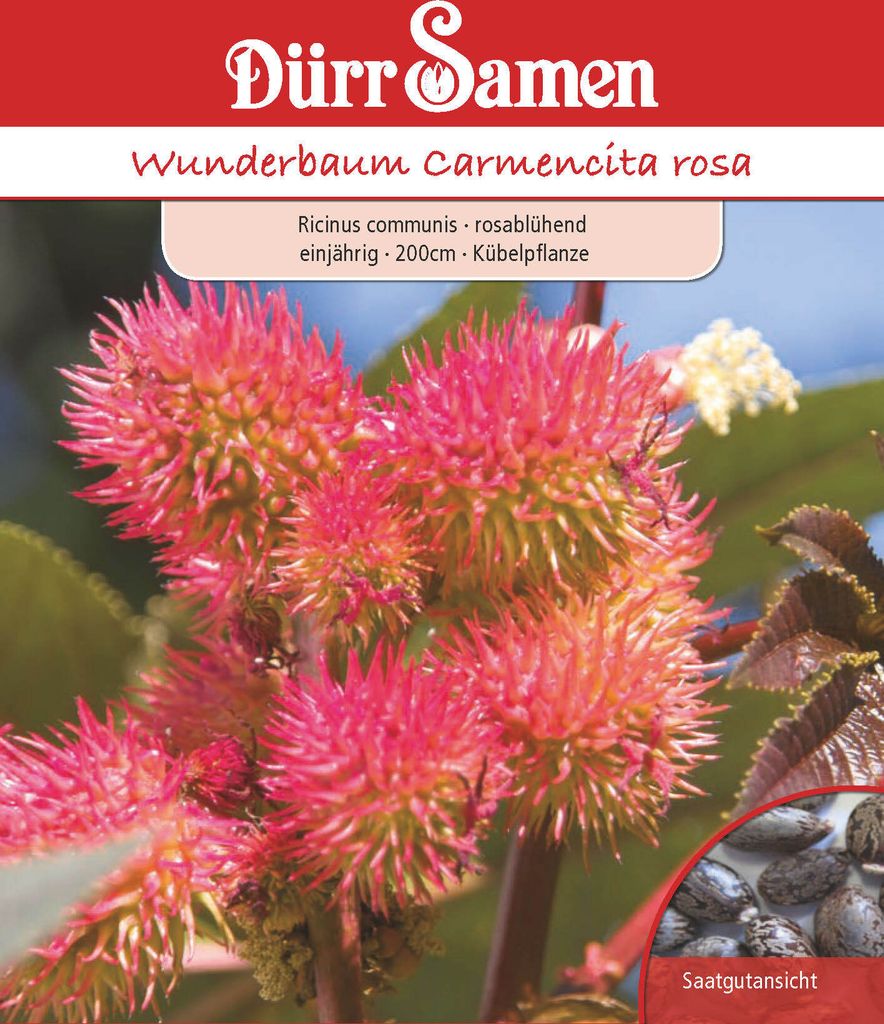 Wunderbaum rosa | Wunderbaumsamen von Dürr Samen Produktbild 