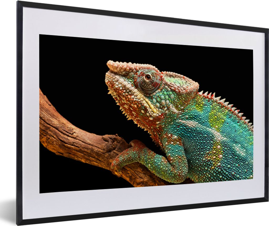 MuchoWow MuchoWow Gerahmtes Poster Chamäleon auf einem Ast 60x40 cm - Poster mit zchwarzem Bilderrahmen - Schlafzimmer - Plakat in Rahmen - Dr...