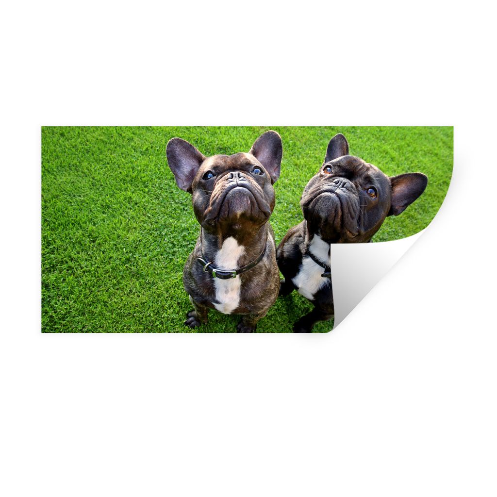 MuchoWow Wandtattoo Wandsticker Wandaufkleber Französische Bulldogge - Gras - Halsband 40x20 cm Selbstklebend und Repositionierbar - Aufkleber