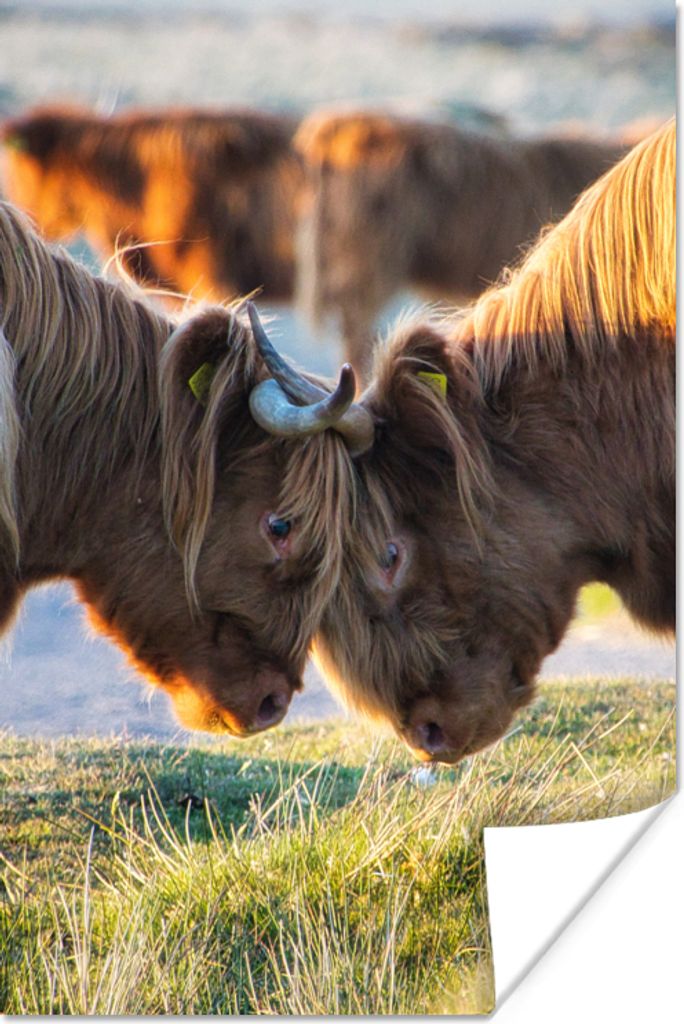 MuchoWow® Poster Schottische Highlander - Tiere - Sonne Produktbild 