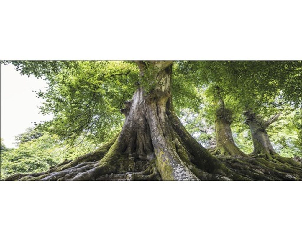 Glasbild aus der Serie Tree Trunk mit Baumstamm-Motiv im Landhausstil, 125x50 cm