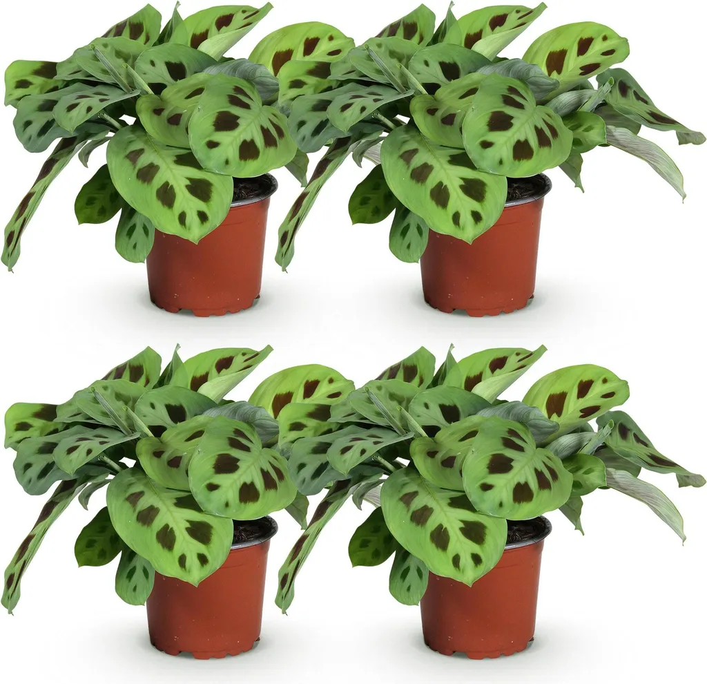 4x Maranta Kerchoveana Ø12cm - Arredo Green Pet-Friendly Moderno