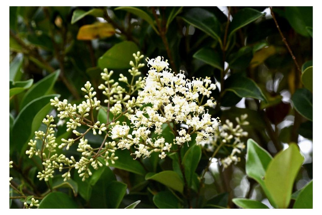 10 x Ligustrum lucidum (Gehölz/Heckenpflanze/Winterhart/Mehrjährig/Immergrün)