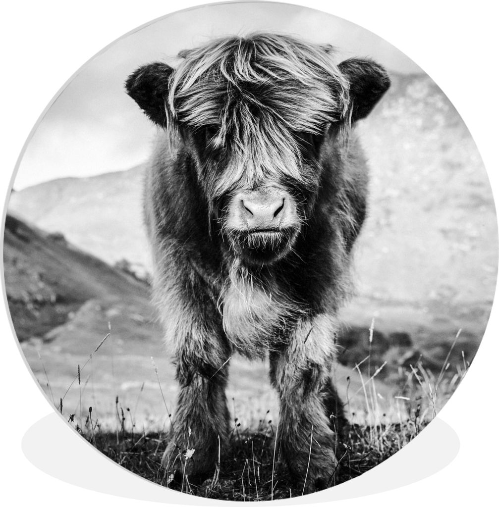 MuchoWow Rundes Wandbild - Runde Bilder Schottischer Highlander - Berg - Schwarz - Weiß Ø 90 cm Kreis Wanddekoration Kunststoff - Wandkreis - W...