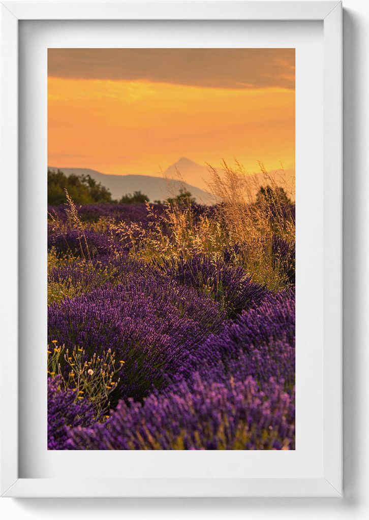 Lavendelwiese Provence Frankreich– Wandbild mit Rahmen – Gerahmtes Bild – Wanddekoration – 40x60 cm – Weiß