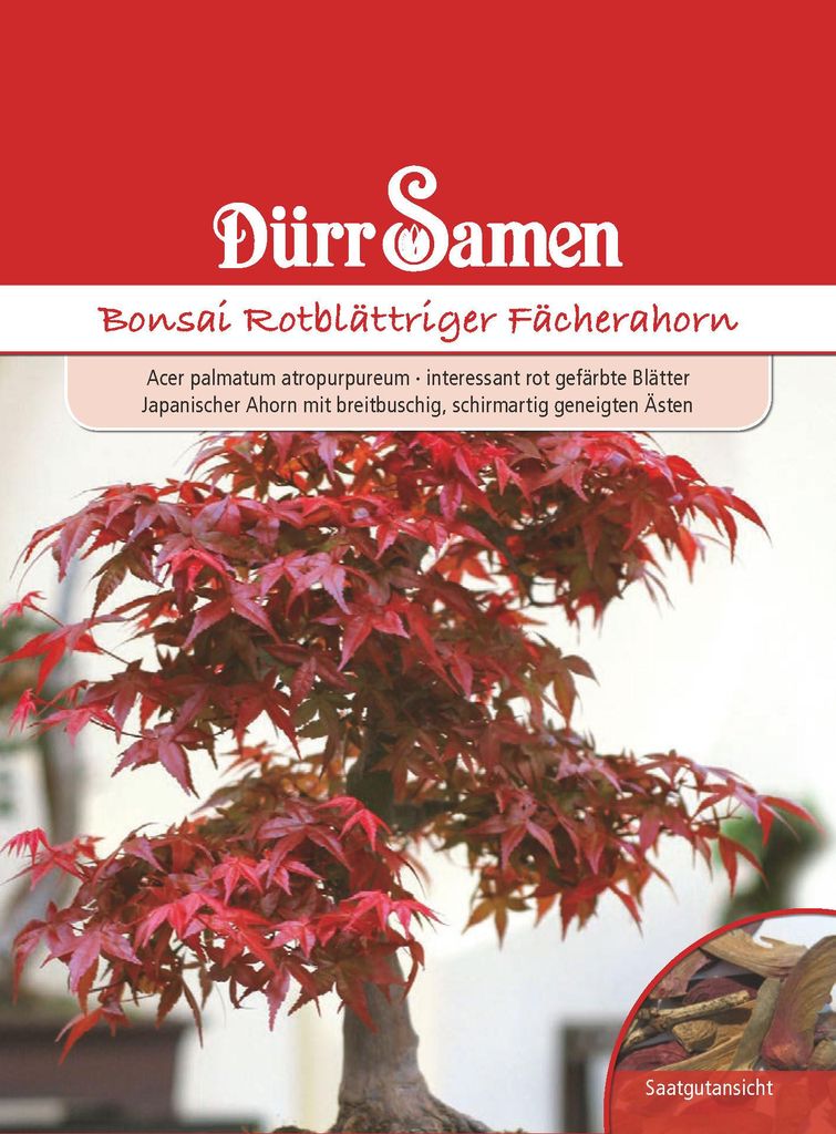 Bonsai Rotblättriger Fächerahorn | Bonsaisamen von Dürr Produktbild 
