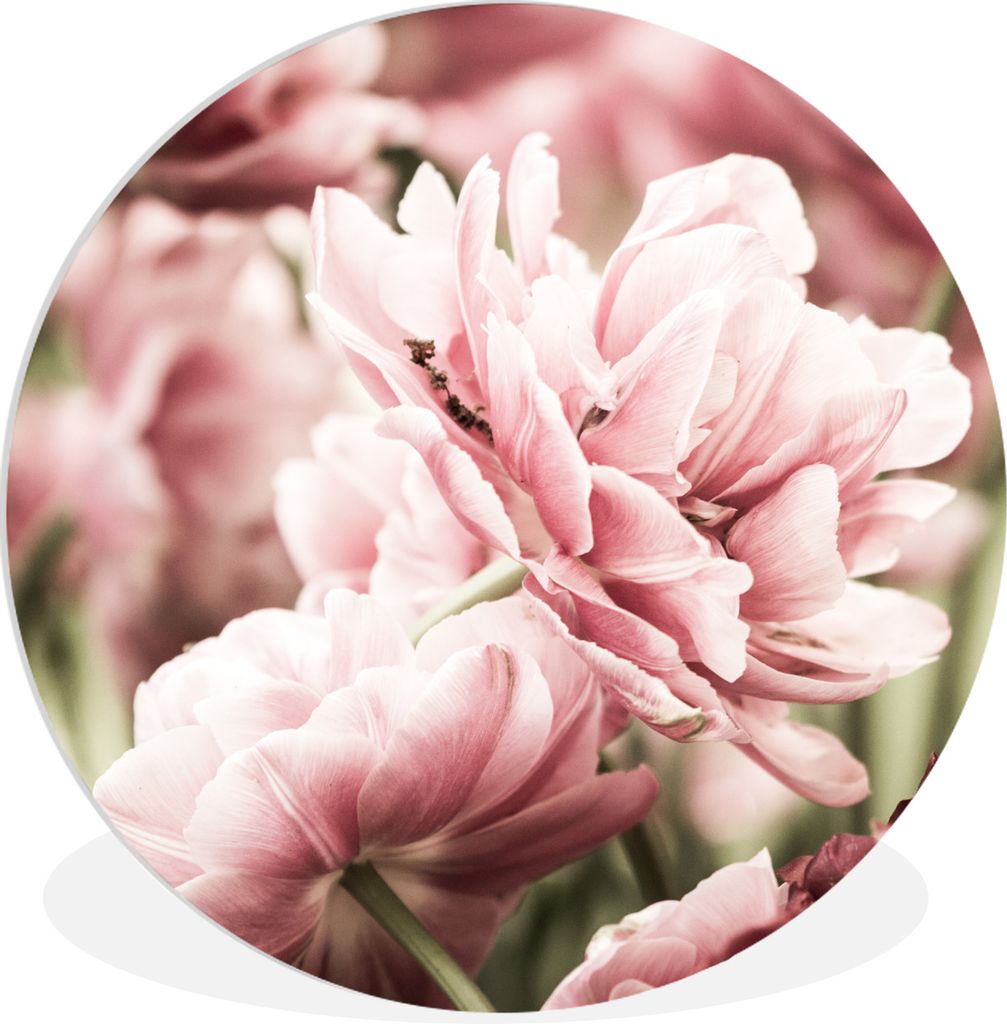 MuchoWow Rundes Wandbild - Runde Bilder Die Sonne scheint auf diese hellrosa Tulpen Ø 30 cm Kreis Wanddekoration Kunststoff - Wandkreis - Wandsc...