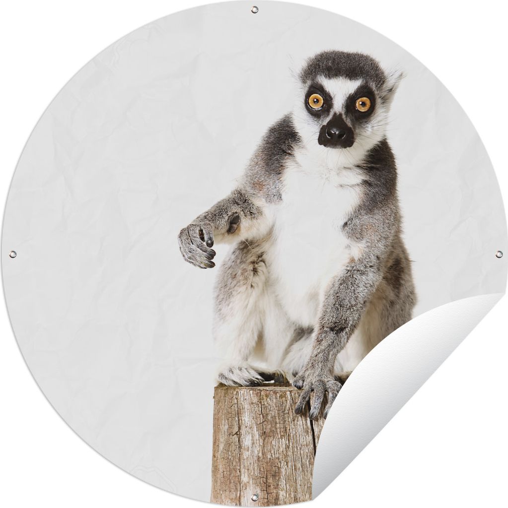 MuchoWow Gartenposter Outdoor-Poster Rund Baum - Affe - Ringelschwanzlemur Ø 120 cm Gartendeko Rundes Poster draußen