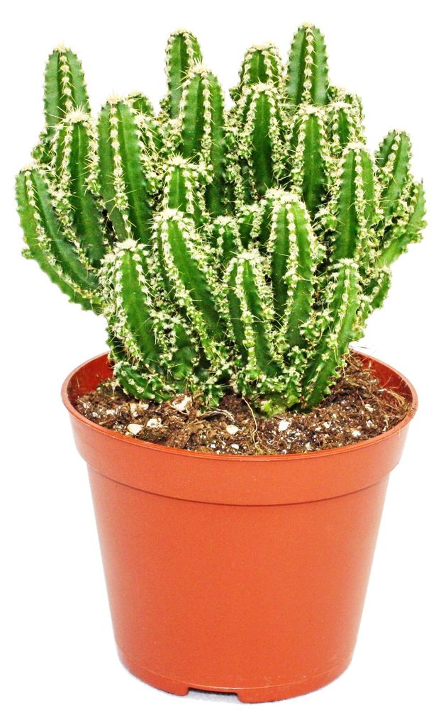 Cereus floridianus – „Grüne Finger“ – in einem 5,5-cm-Topf Produktbild 