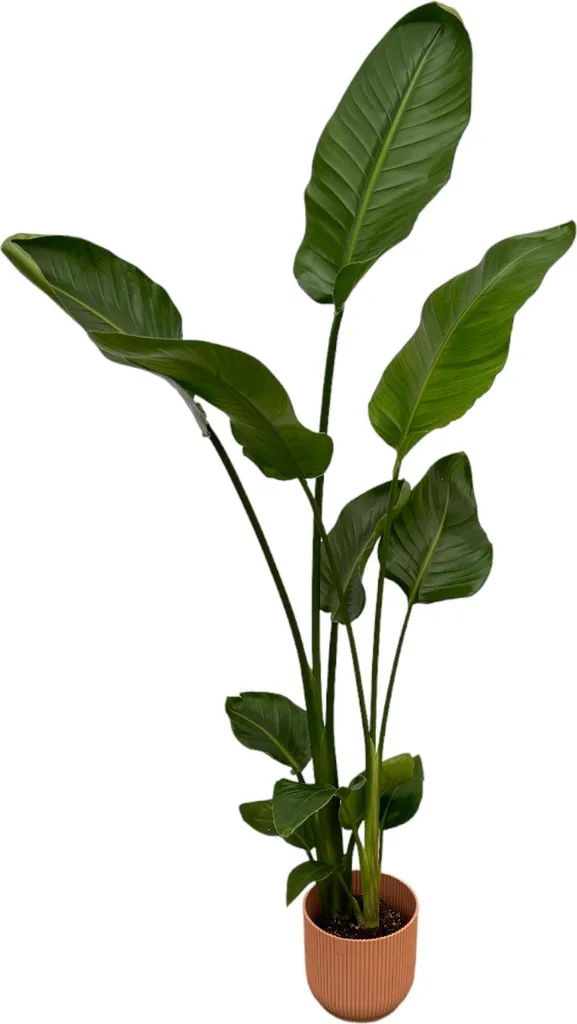 Strelitzia Nicolai 100cm grand oiseau de paradis en pot design