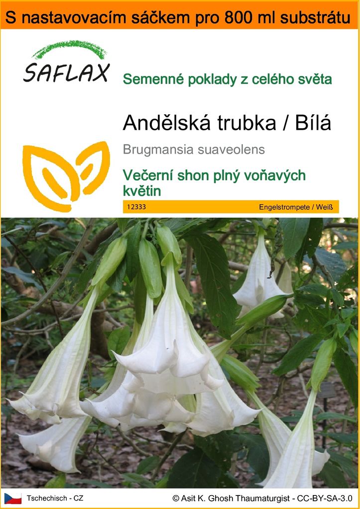 SAFLAX Garden in the bag - Andělská trubka / Bílá - Obrázek produktu 