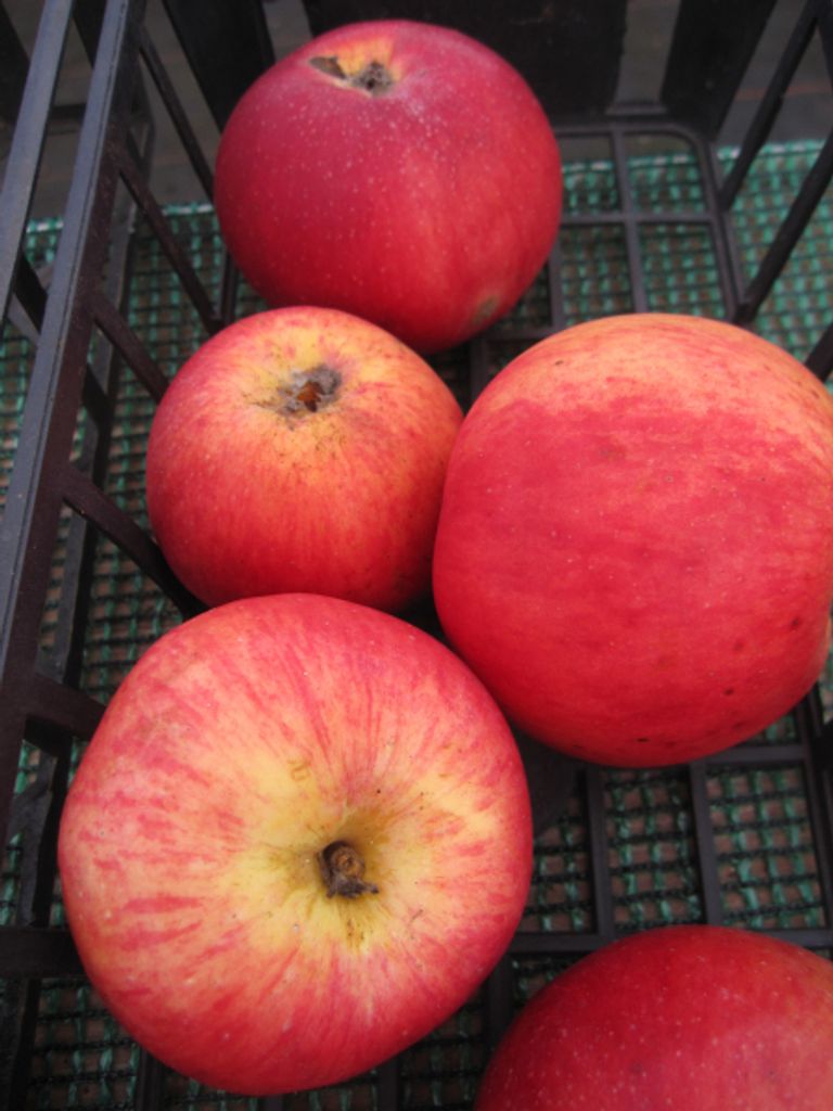 Malus Merton Worcester - Sommerapfel Merton Worcester
