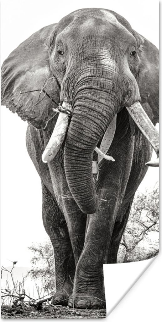 MuchoWow Poster Essender Elefant in schwarz-weiß 75x150 cm - Dekoration für die Wände
