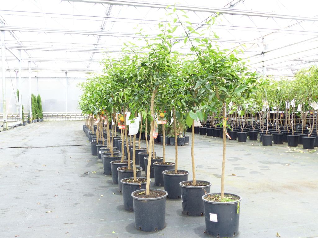Citrus Yuzu 130 - 150 cm, Zitronenbaum Zitrone, japanische Produktbild 