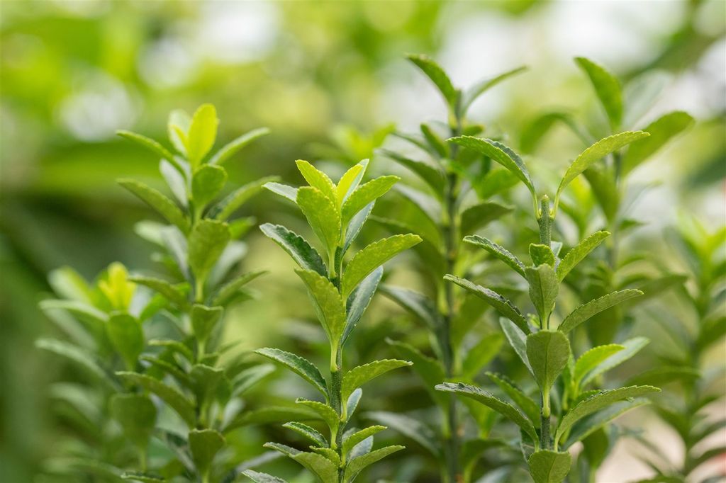 Euonymus japonicus 'Green Empire', Japanische Spindel, 25–30 cm