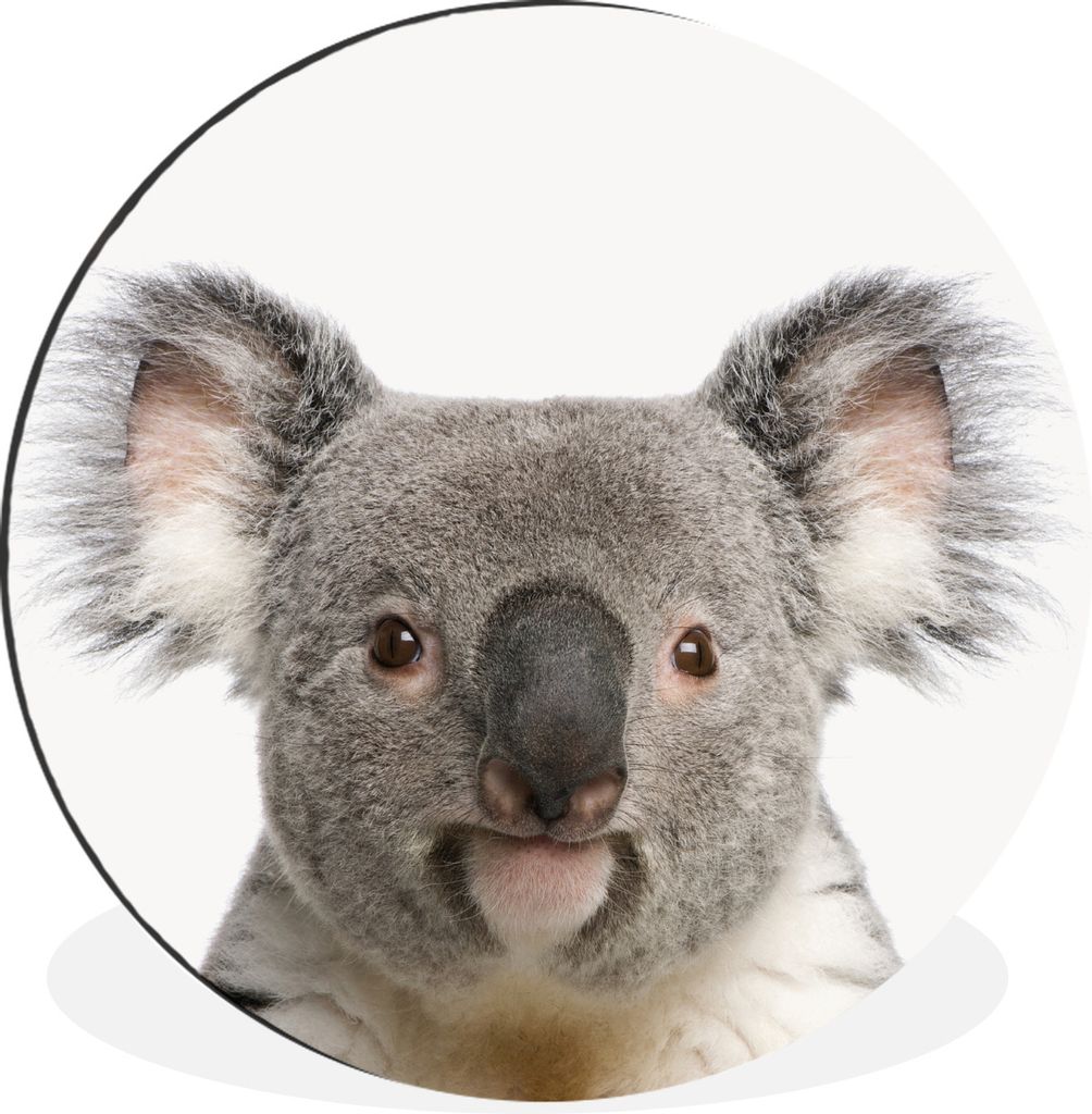 MuchoWow Aluminium Wandkreis Koala - Koala Bär - Mädchen - Jungen - Tiere Ø 90 cm Wanddeko Modern Wohnzimmer - Mauerkreis - Wandbilder - Runde...