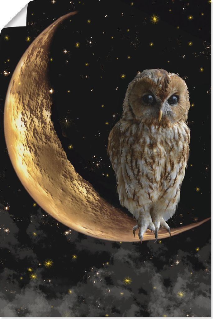 ARTland Poster Nachteule Größe: 40x60 cm