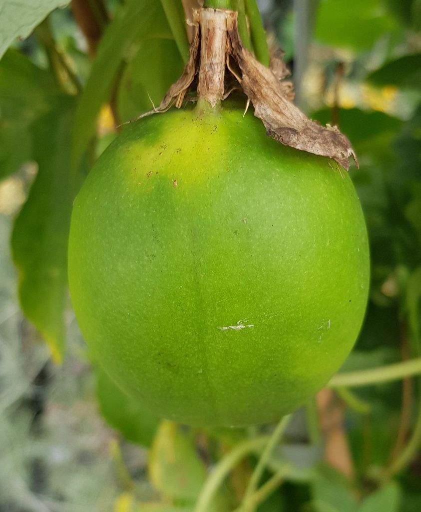 Passiflora x incarnata 'Eia Popeia' / Passiflore officinale Image du produit 