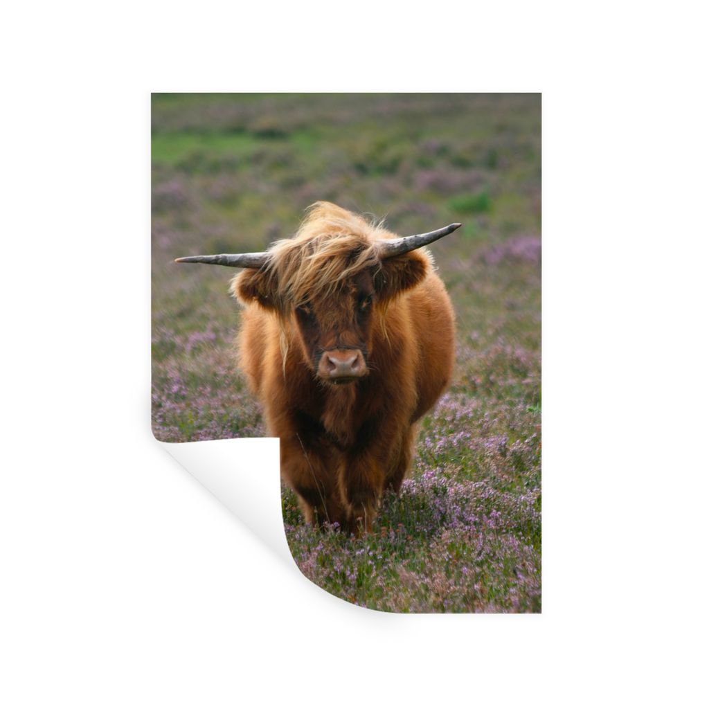 MuchoWow Wandtattoo Wandsticker Wandaufkleber Schottische Hochlandbewohner - Heidelandschaft - Tiere 120x160 cm Selbstklebend und Repositionierba...