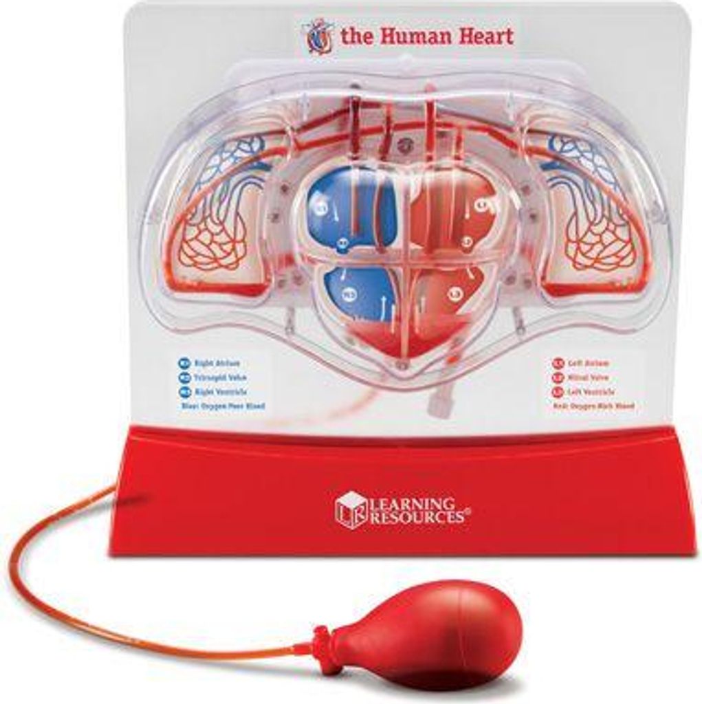 Learning Resources Pumping Heart Model, 8 Jahr(e), Produktbild 