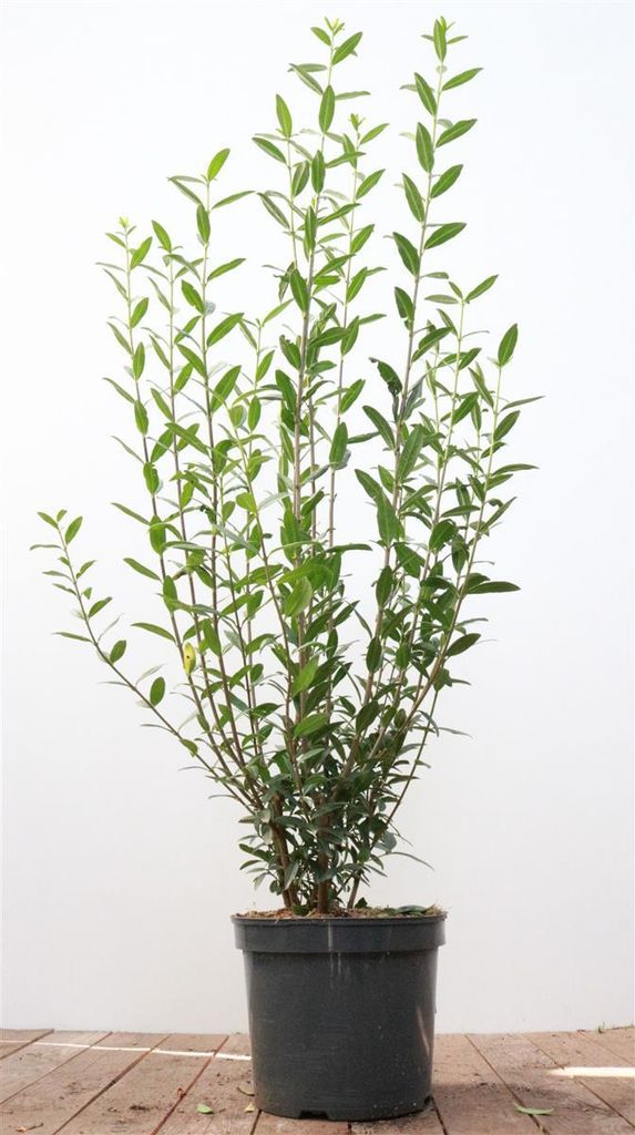 Ligustrum vulgare 'Atrovirens', Gewöhnlicher Liguster, immergrün, 100–125 cm
