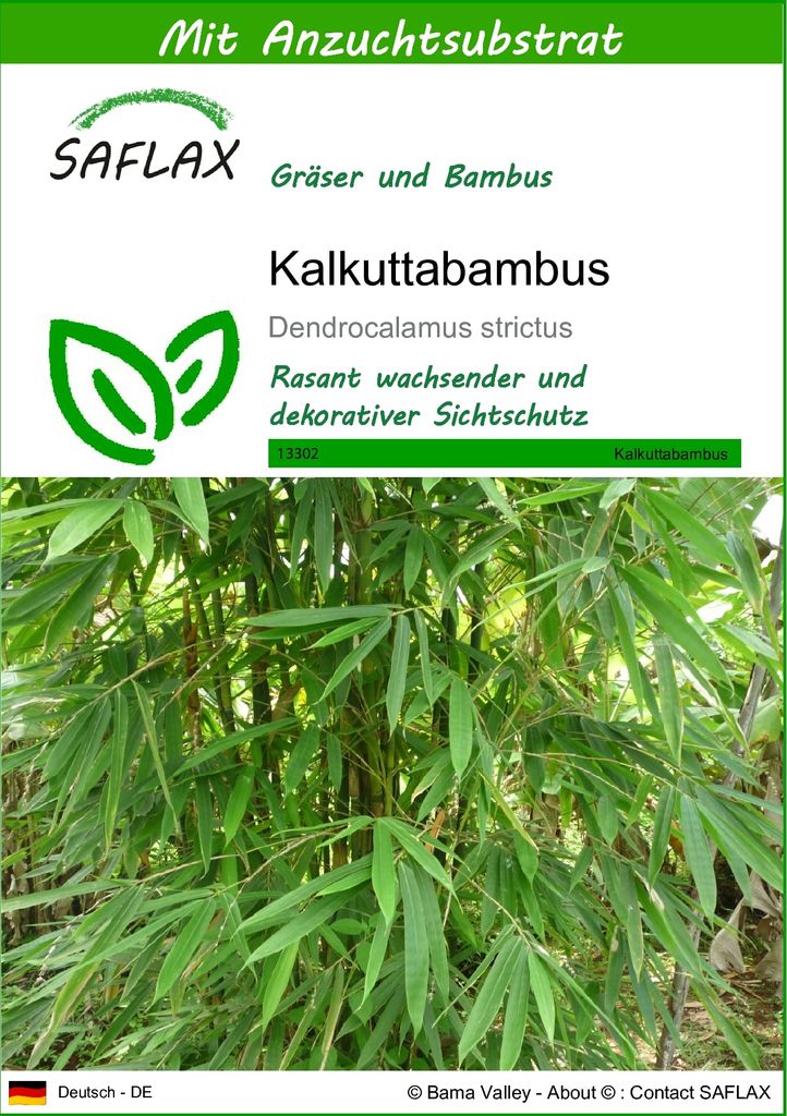 SAFLAX - Gräser-Bambus-Kalkuttabambus - 50 Samen - Mit keimfreiem Anzuchtsubstrat - Dendrocalamus strictus