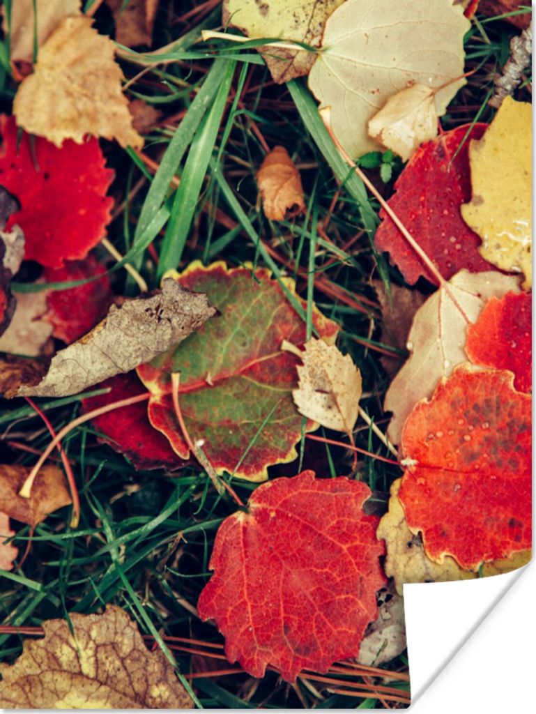 MuchoWow Poster Blätter - November - Herbst - Natur 30x40 cm - Wandplakat - Poster Kinderzimmer