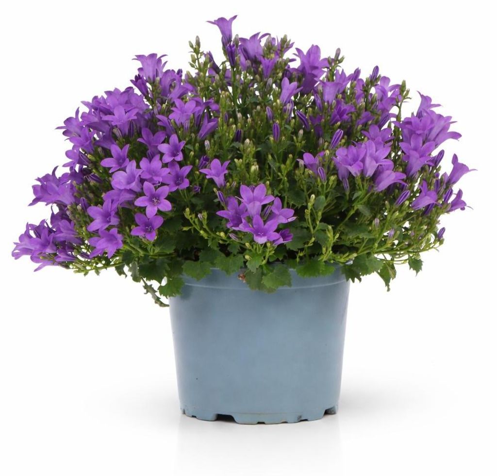 Campanula Addenda - mrazuvzdorná zvonková květina - ideální Obrázek produktu 