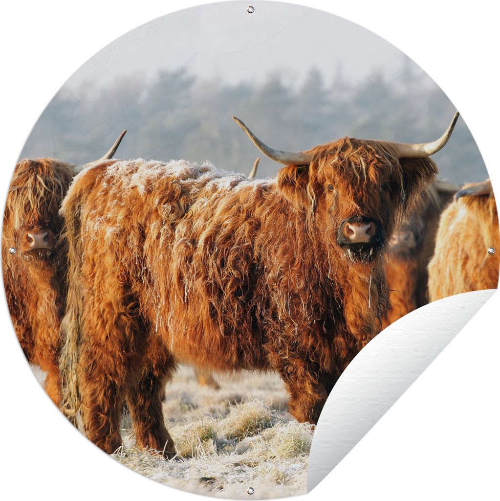MuchoWow Gartenposter Outdoor-Poster Rund Schottische Highlander - Schnee - Wald Ø 120 cm Gartendeko Rundes Poster draußen