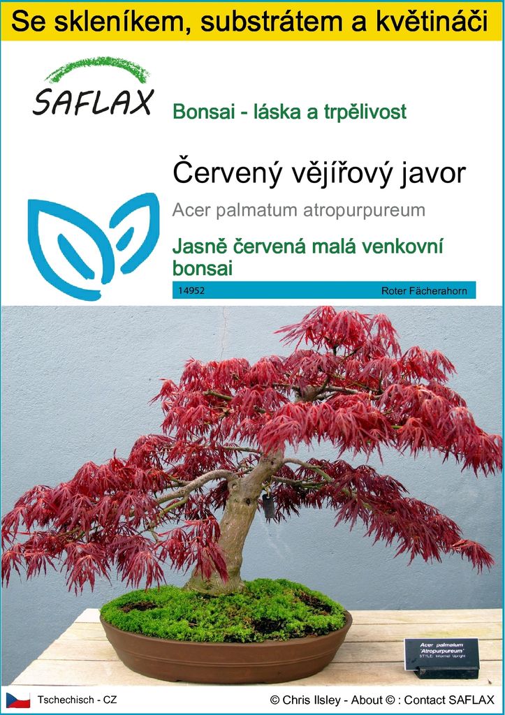 SAFLAX Kultivační sada - Červený vějířový javor - Acer Obrázek produktu 