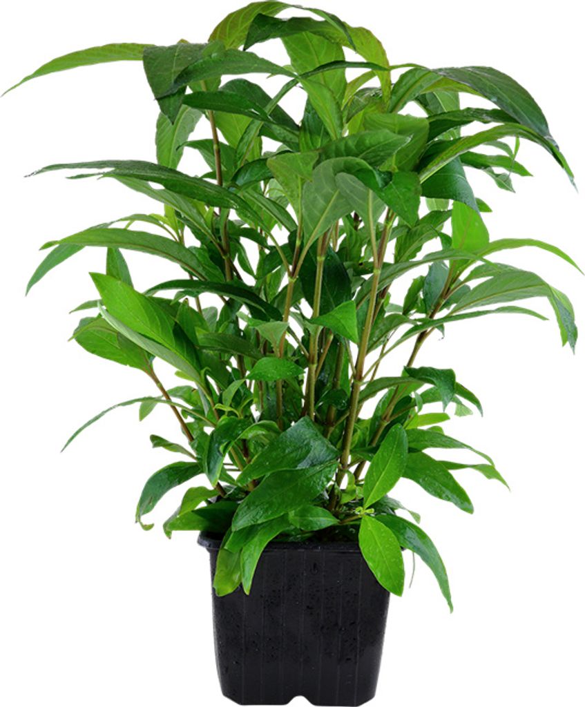 Mutterpflanze Aquariumpflanze Hygrophila 'Siamensis' XL Produktbild 