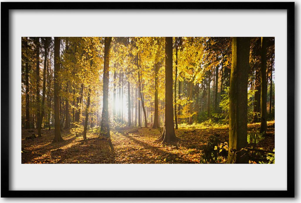 Bild 60x40 MDF-Rahmen Wandkunst Wald Blätter Natur Pflanze