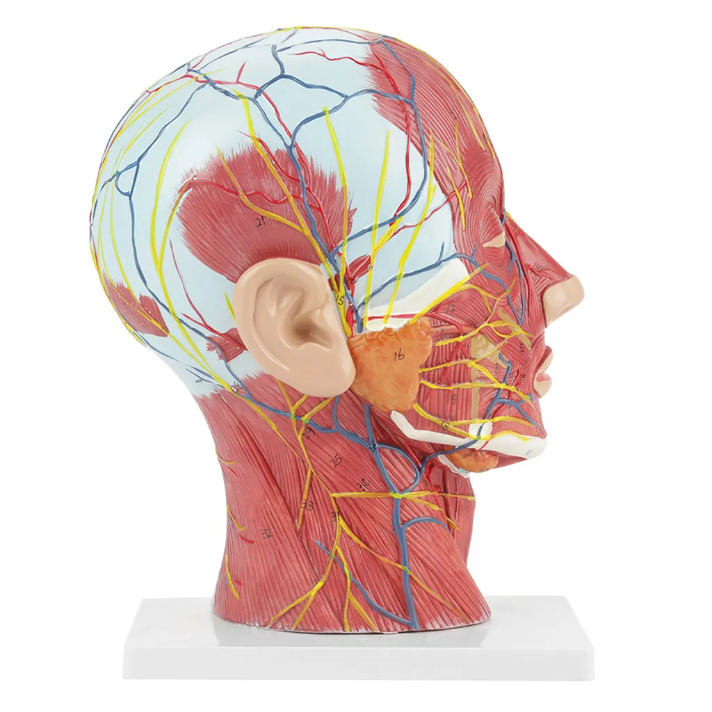 Modèle de la tête et du cou avec cerveau amovible en 8 parties détachables - 7