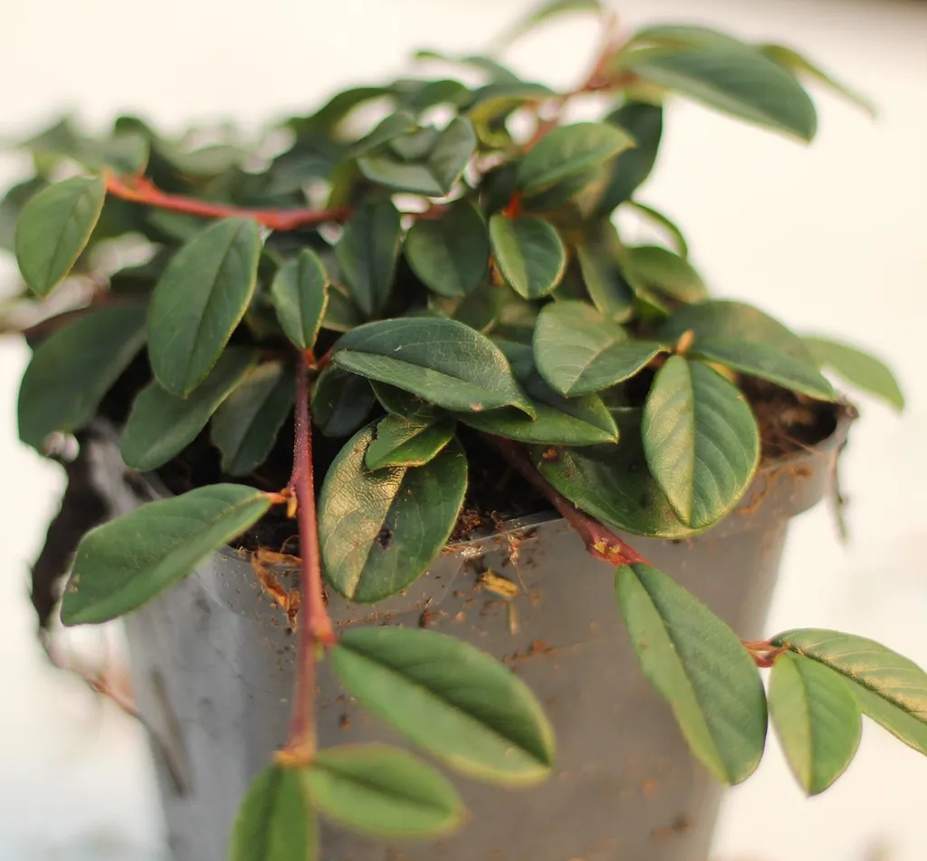 Couvre-sol persistant Cotoneaster radicans 20-30 cm - Lot de 50 - 2