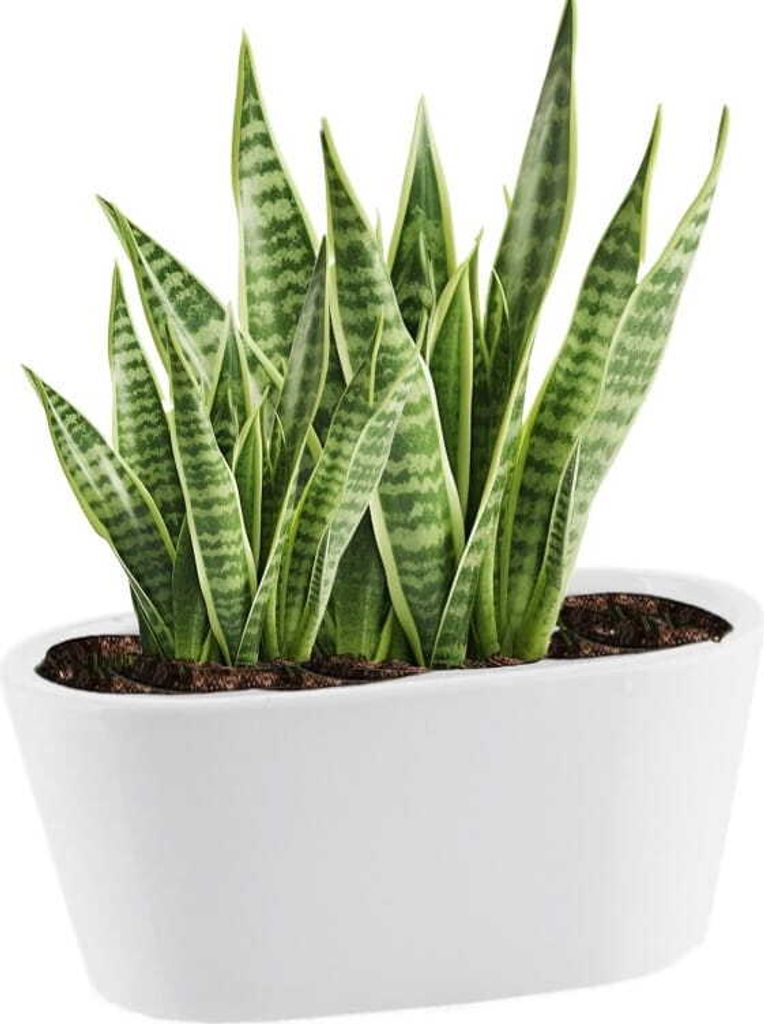 A snake plant in a white oval pot.