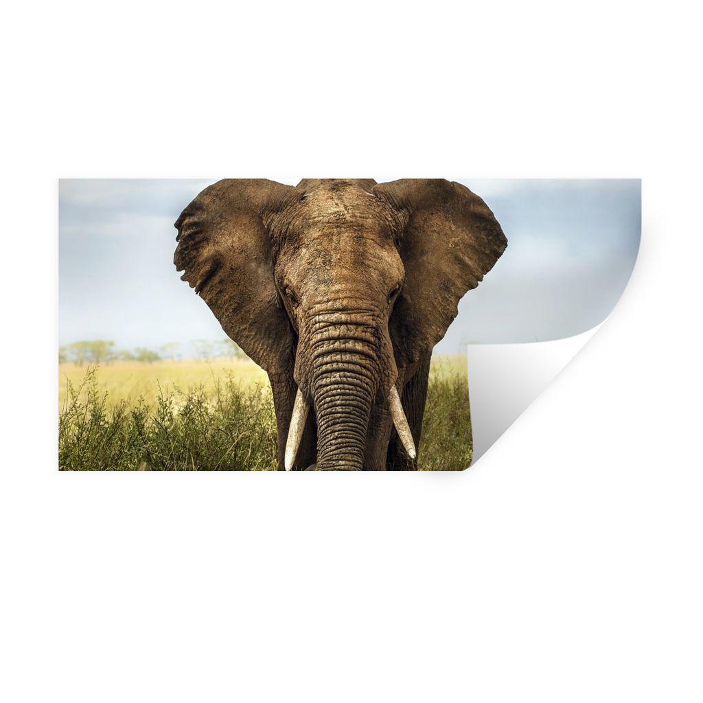 MuchoWow Wandtattoo Wandsticker Wandaufkleber Elefant - Gras - Tiere - Natur 80x40 cm Selbstklebend und Repositionierbar - Aufkleber