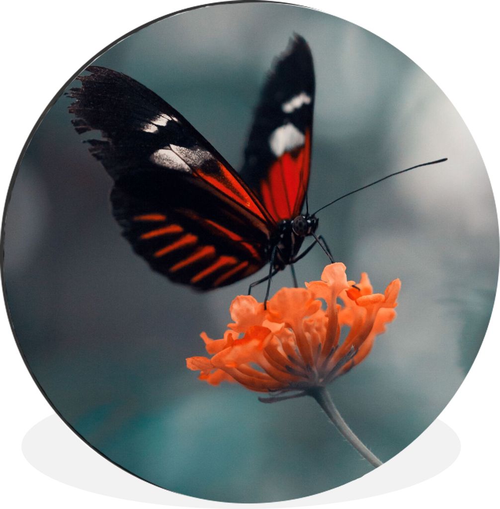 MuchoWow Aluminium Wandkreis Schmetterling - Blume - Insekt Ø 60 cm Wanddeko Modern Wohnzimmer - Wand Kreis - Wandbild - Schlafzimmer - Aluminiu...