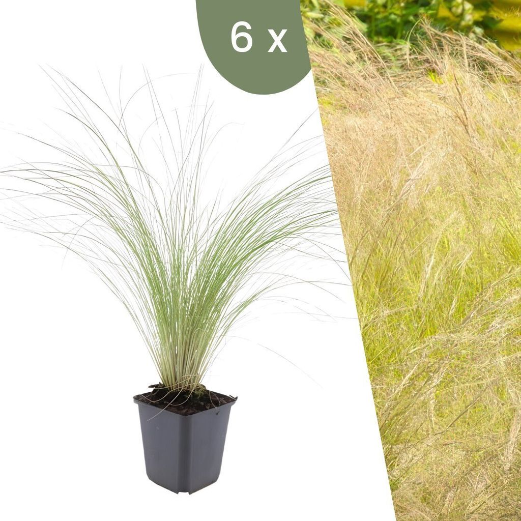 Plants by Frank | 6 Plantes d'herbe à plumes | Stipa Image du produit 