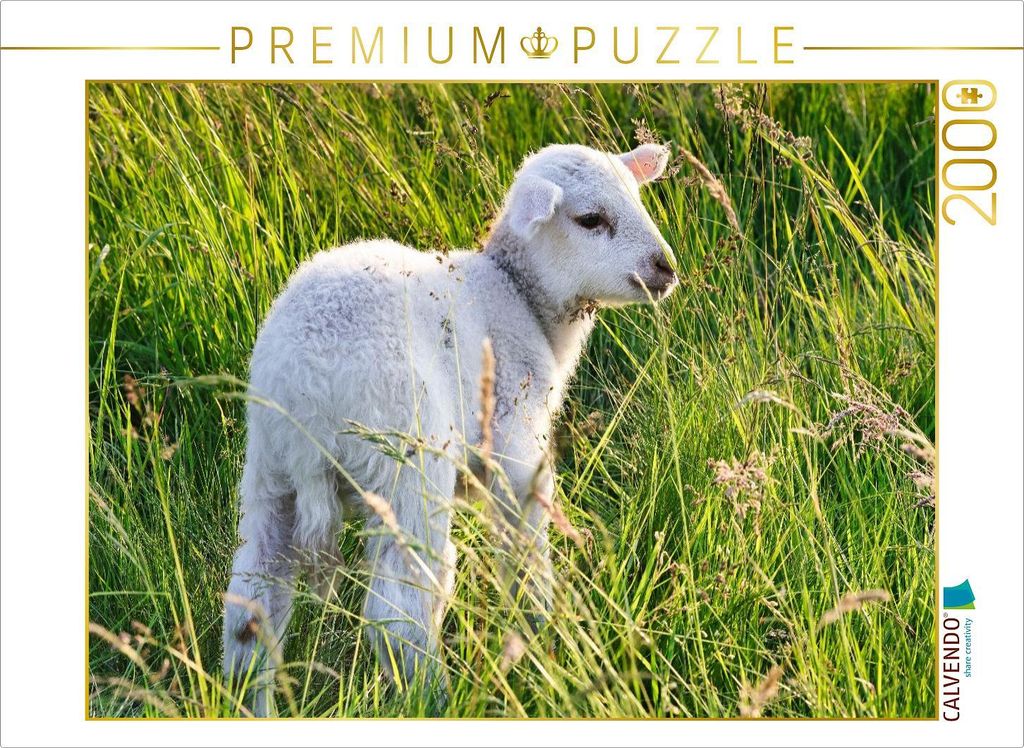 CALVENDO Puzzle Niedliches Schäfchen | 2000 Teile Lege-Größe 90x67cm Foto-Puzzle für glückliche Stunden