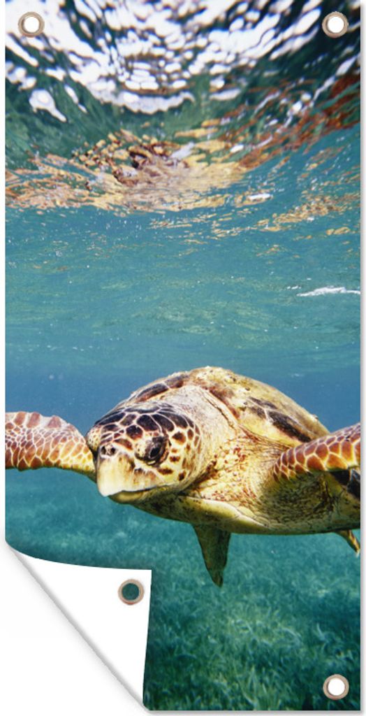 MuchoWow 80x160 cm Outdoor-Poster Gartendeko Sichtschutz Garten Poster für den Garten Schildkröte - Wasser - Blau